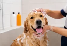 Perro siendo bañado correctamente según recomendaciones veterinarias