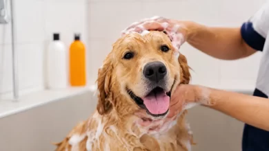 Perro siendo bañado correctamente según recomendaciones veterinarias