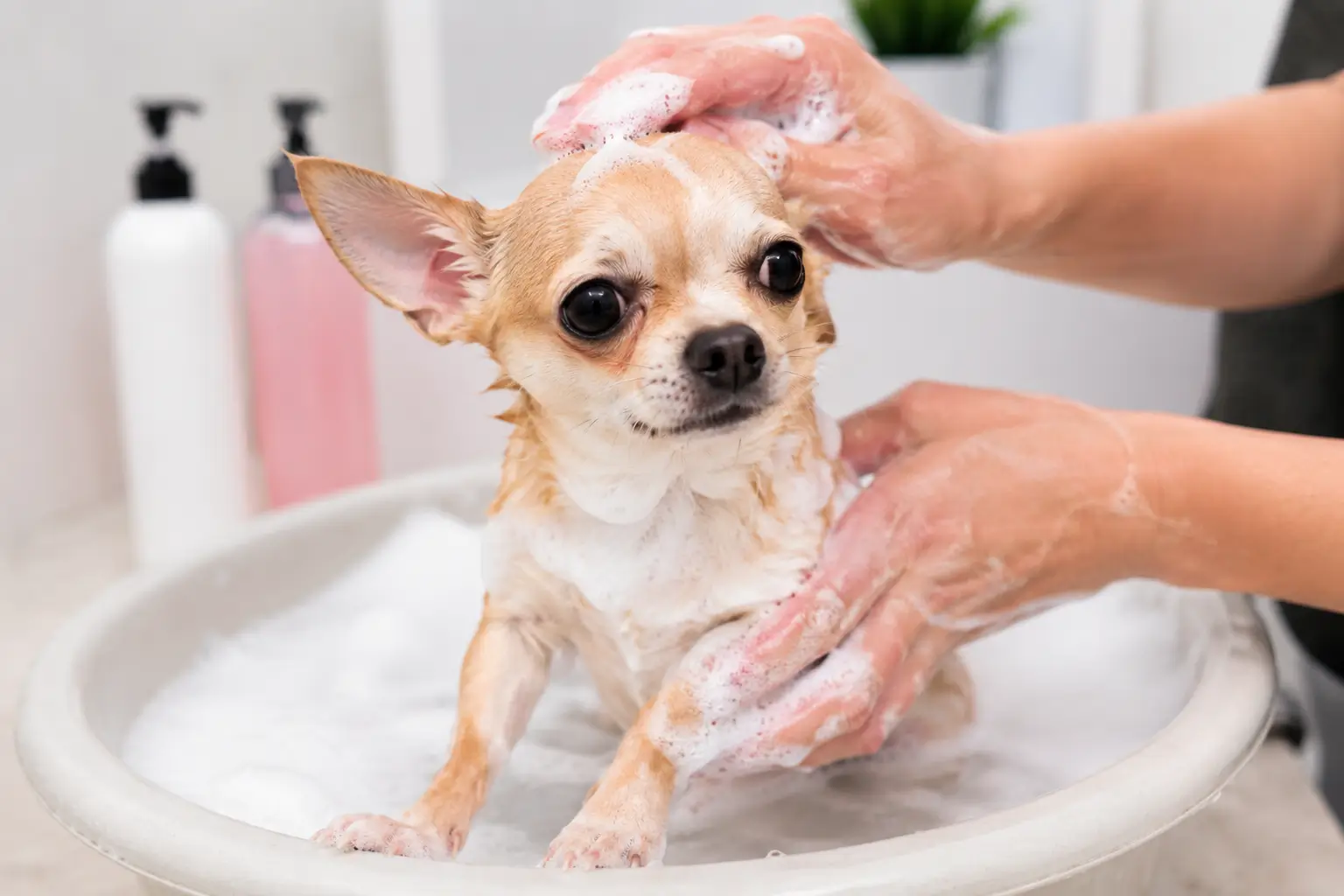 Chihuahua siendo bañado correctamente en casa