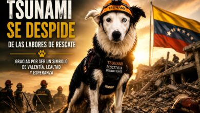 Tsunami, el perro rescatista venezolano, durante su última misión entre los escombros antes de su retirada.correctamente en casa